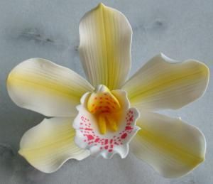 Csónakorchidea fehér-sárga]