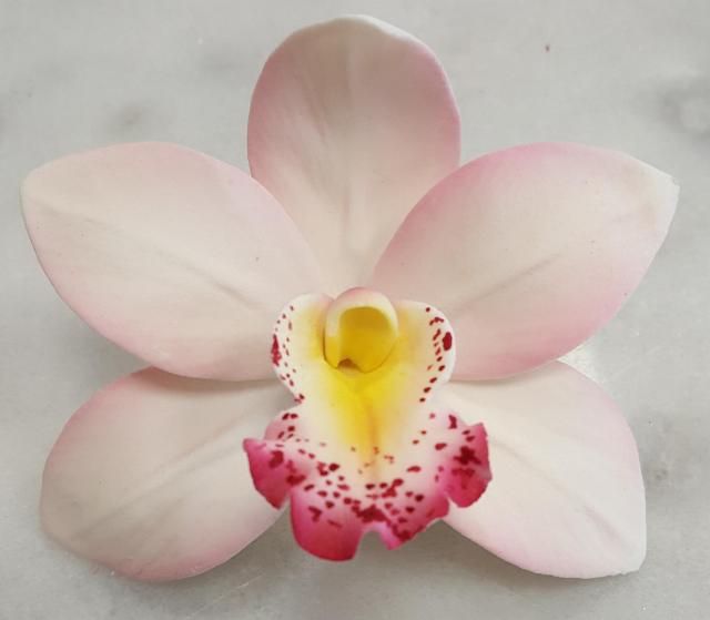 Csónakorchidea rózsaszín 9 cm]