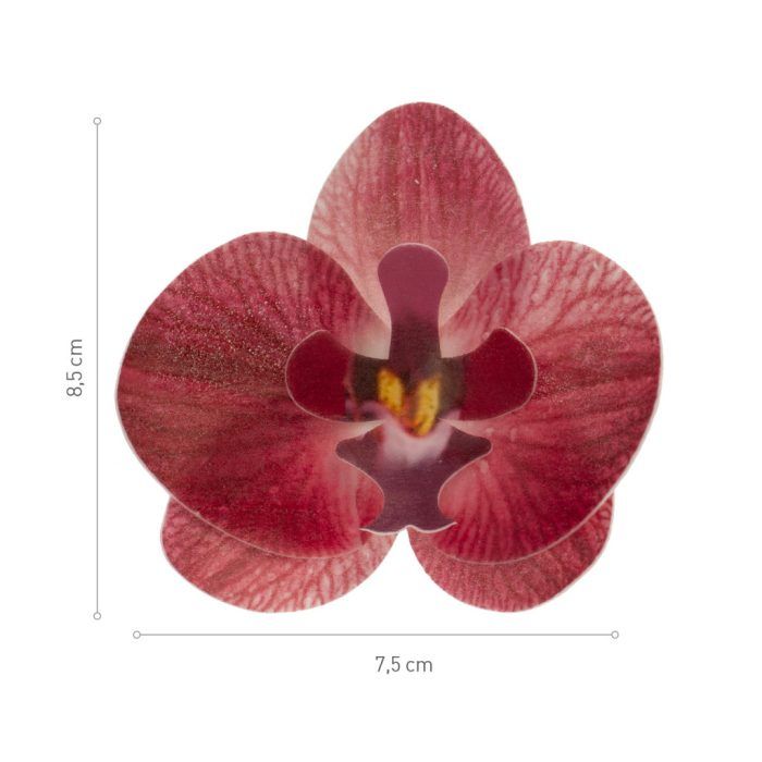 Orchidea ostyavirág  - burgundi]