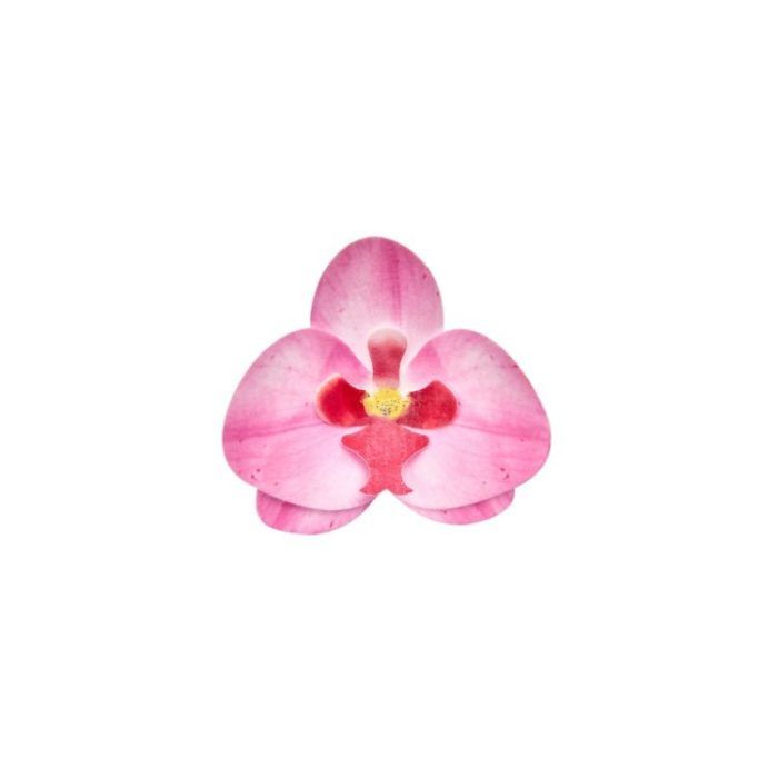 Orchidea ostyavirág - rózsaszín]