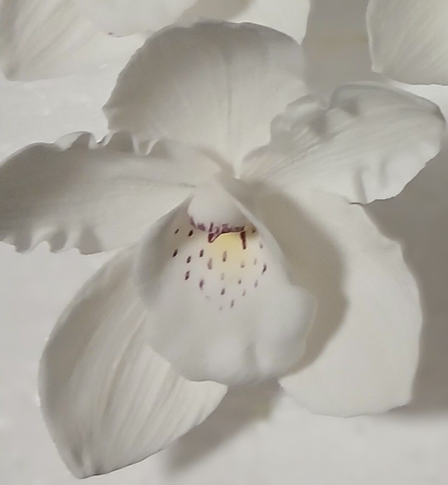 Drótos cukororchidea - fehér 8 cm]